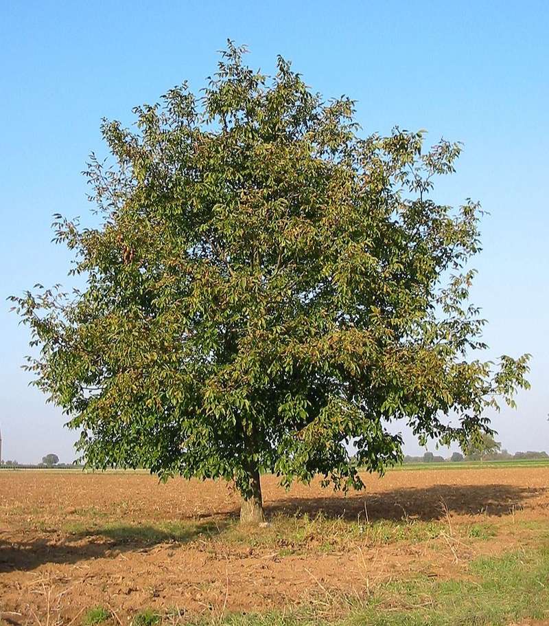 árbol de nueces