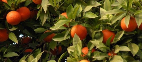 Una planta de naranja en un jardín mediterráneo